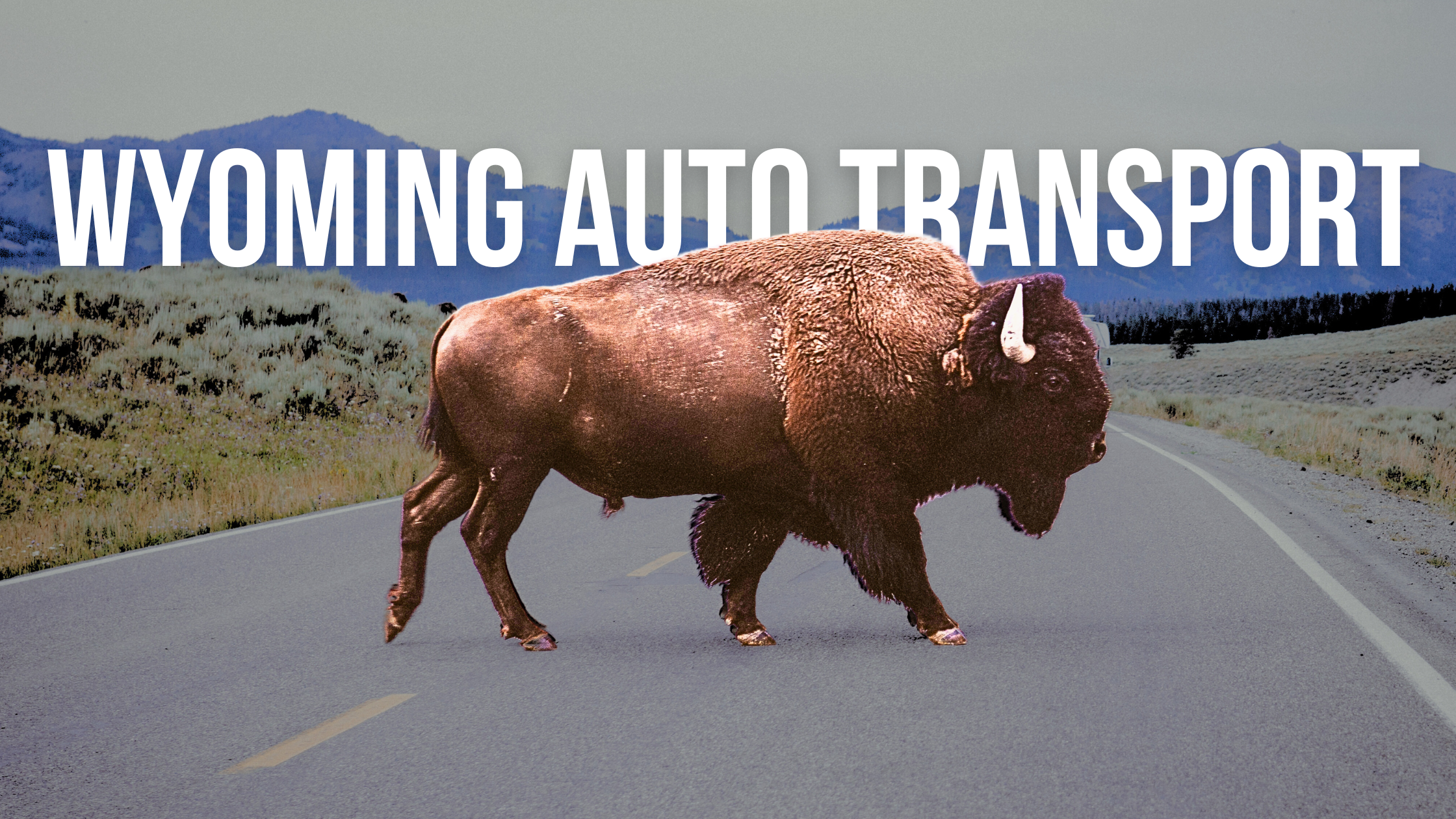 Massachusetts-map Photo of buffalo walking across a wyoming highway that reads wyoming car shipping